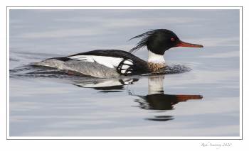 red-breasted merganser 1g.jpg